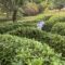Glendurgan – subtropischer Park mit Maze