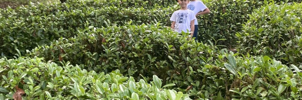 Glendurgan – subtropischer Park mit Maze